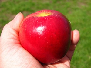 hand holding a red apple