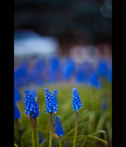 blue_flowers